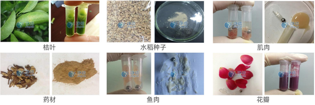 凈信組織研磨儀樣品研磨效果圖